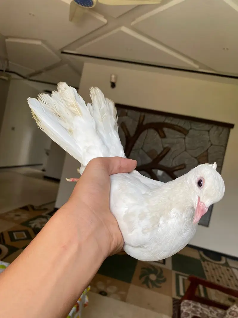 dono male ha or good condition ma ha — photo 3
