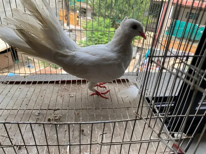 dono male ha or good condition ma ha — photo 4
