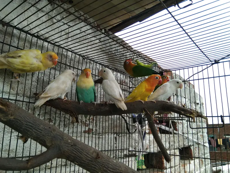conform breeders pair 2,000 only — photo 4
