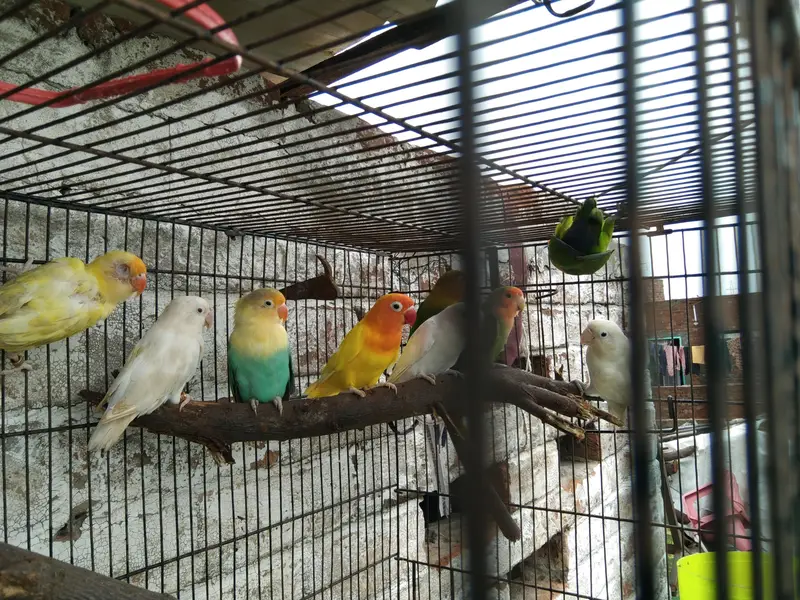 conform breeders pair 2,000 only — photo 5