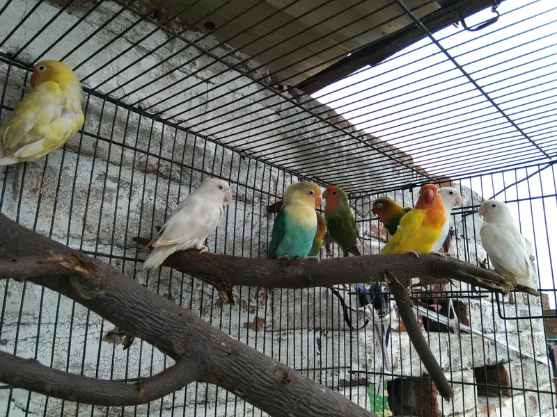 conform breeders pair 2,000 only — photo 6