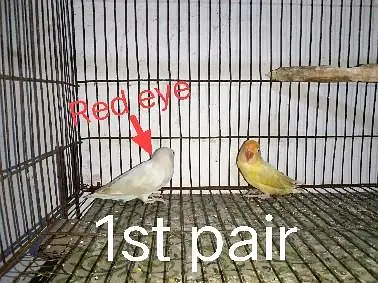conform breeders pair 2,000 only — photo 7