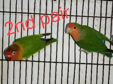 conform breeders pair 2,000 only — photo 8
