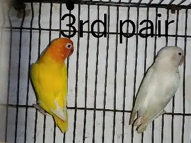 conform breeders pair 2,000 only — photo 9