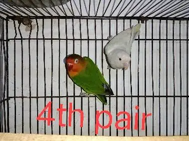 conform breeders pair 2,000 only — photo 10