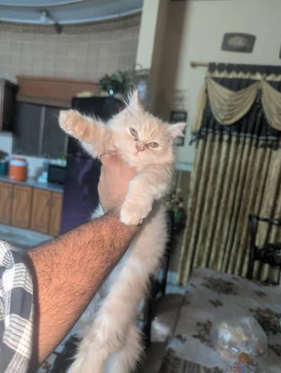 kitten for sale