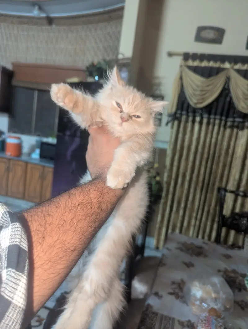 kitten for sale — photo 2