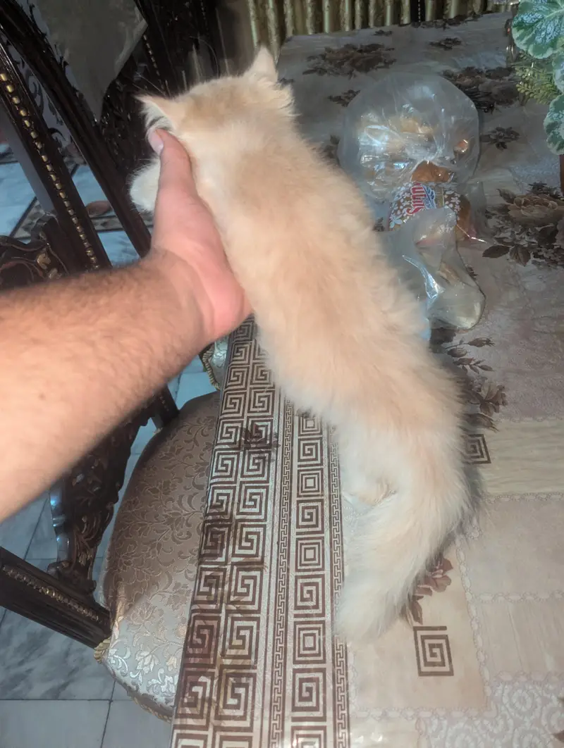 kitten for sale — photo 3
