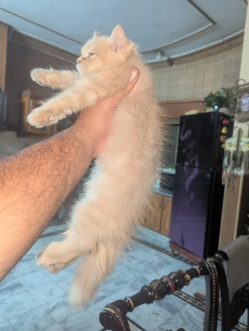 kitten for sale — photo 4