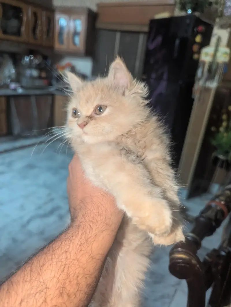 kitten for sale — photo 5