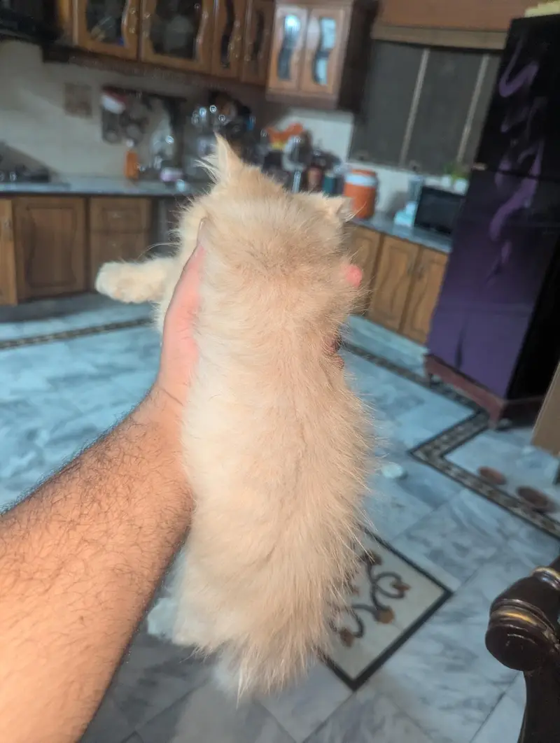 kitten for sale — photo 6