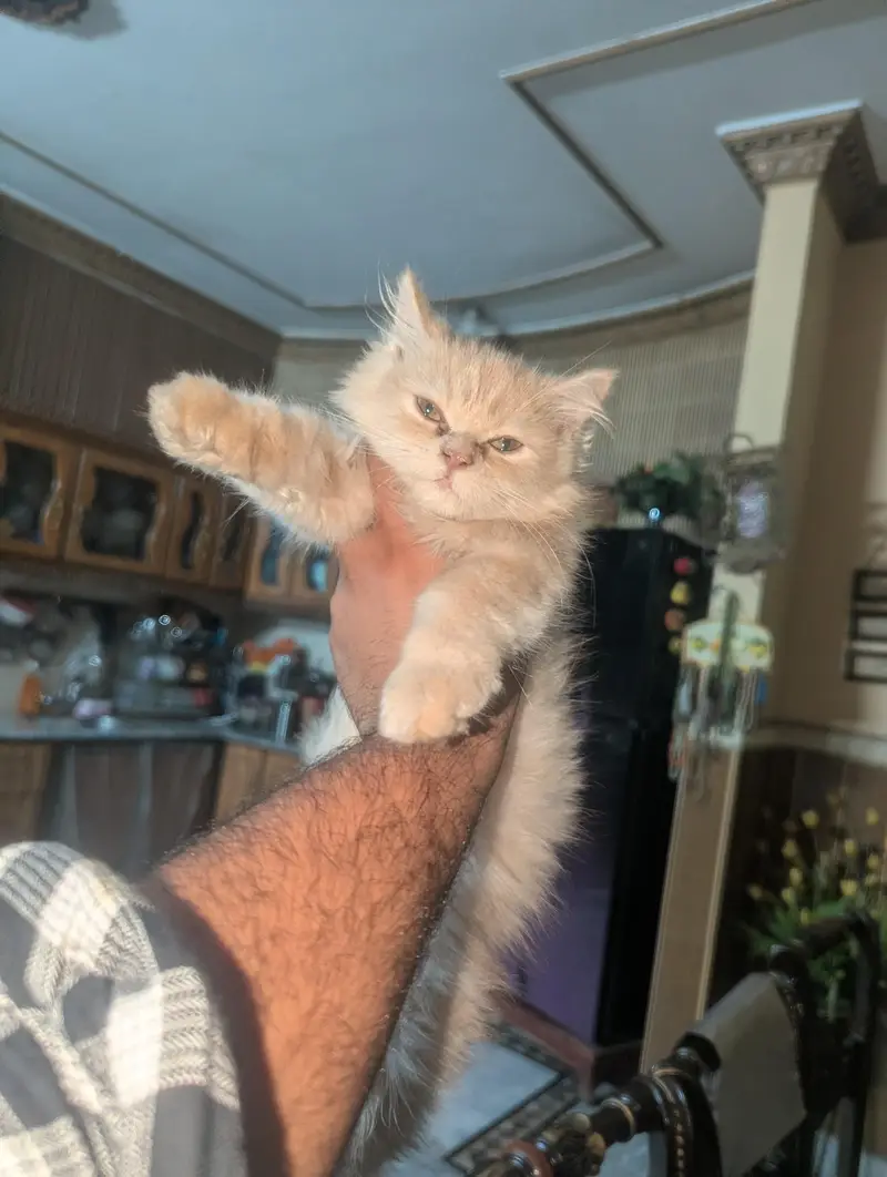 kitten for sale — photo 7