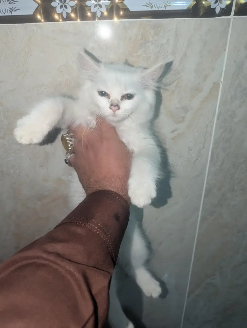 kitten for sale — photo 8