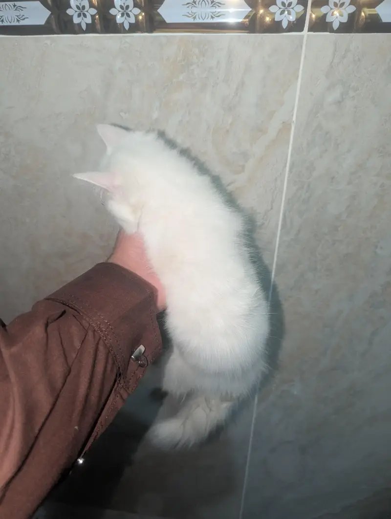 kitten for sale — photo 9