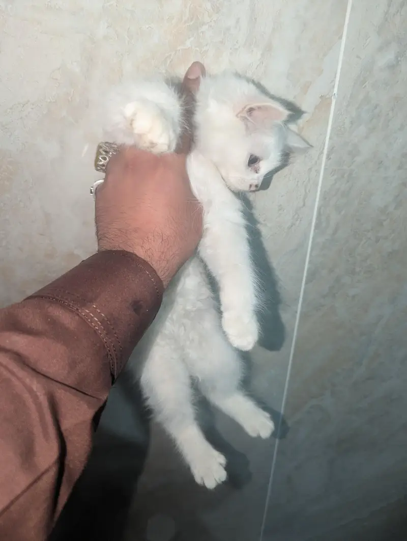 kitten for sale — photo 10