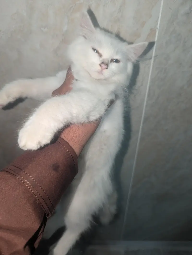 kitten for sale — photo 11