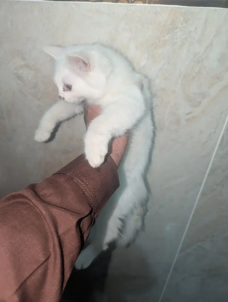 kitten for sale — photo 12