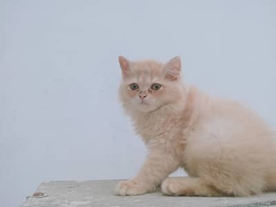 Male Persian kitten 2 months old. Added litter box, cat food, brush.