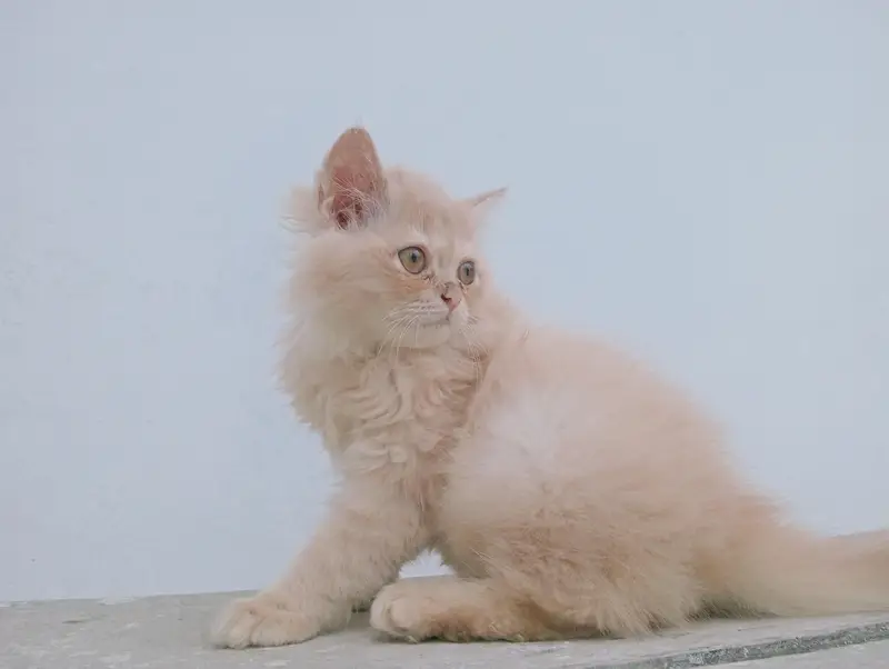 Male Persian kitten 2 months old. Added litter box, cat food, brush. — photo 2