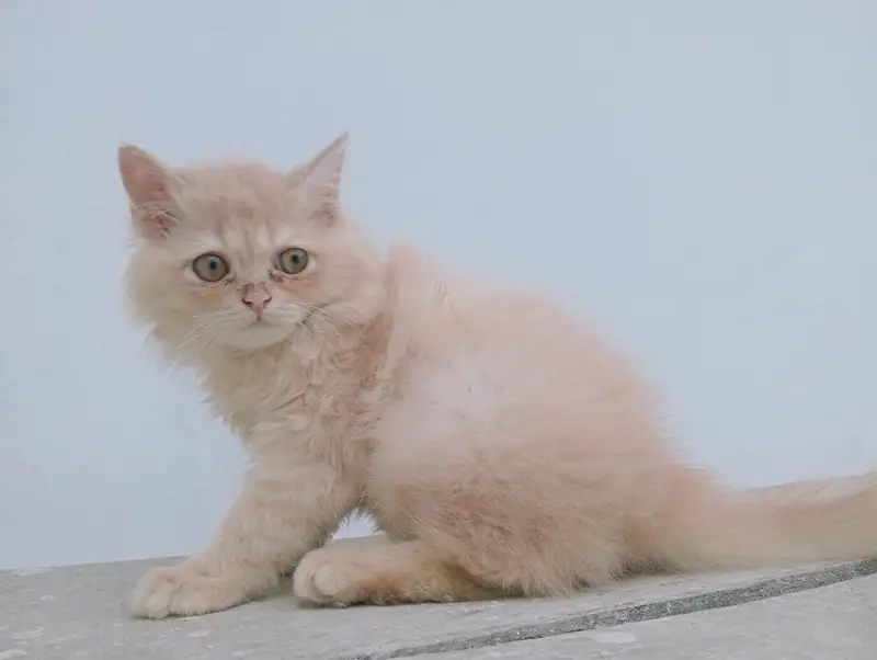 Male Persian kitten 2 months old. Added litter box, cat food, brush. — photo 3