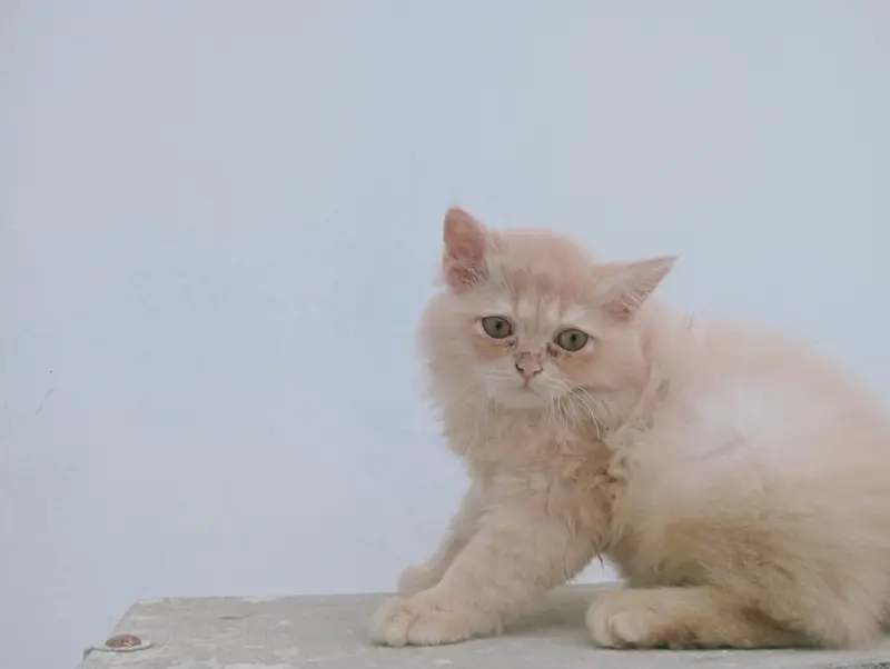 Male Persian kitten 2 months old. Added litter box, cat food, brush. — photo 4