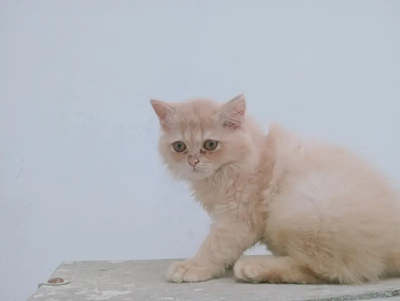 Male Persian kitten 2 months old. Added litter box, cat food, brush. — photo 5