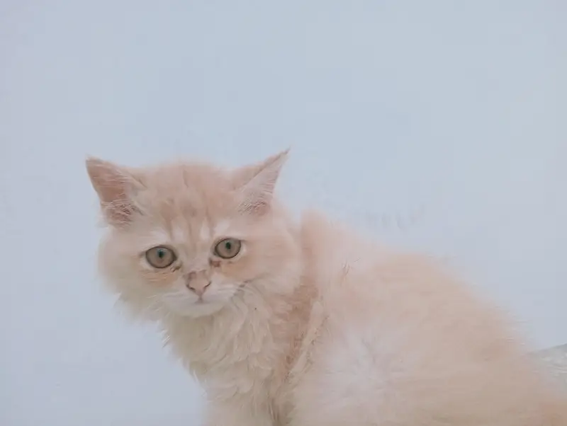 Male Persian kitten 2 months old. Added litter box, cat food, brush. — photo 6