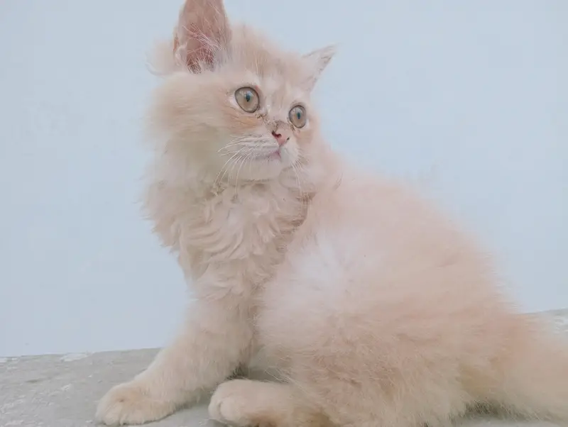 Male Persian kitten 2 months old. Added litter box, cat food, brush. — photo 7