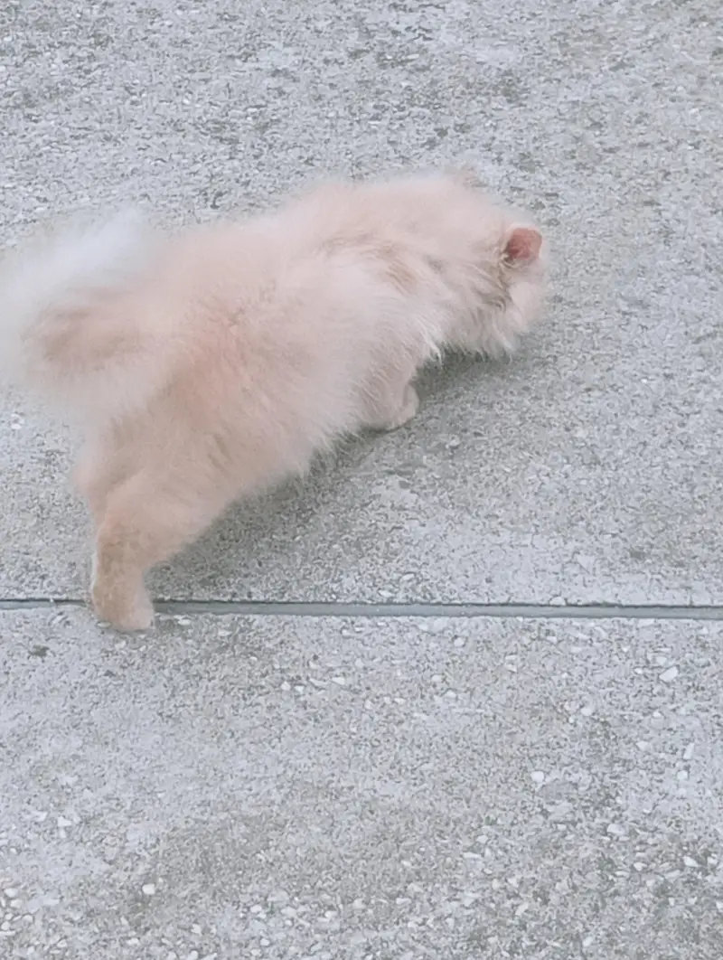 Male Persian kitten 2 months old. Added litter box, cat food, brush. — photo 8