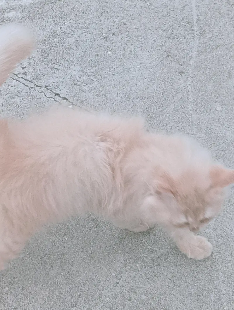 Male Persian kitten 2 months old. Added litter box, cat food, brush. — photo 9