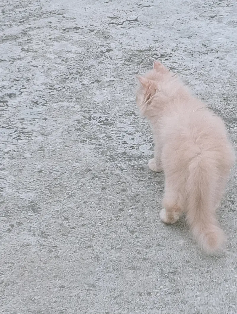 Male Persian kitten 2 months old. Added litter box, cat food, brush. — photo 10
