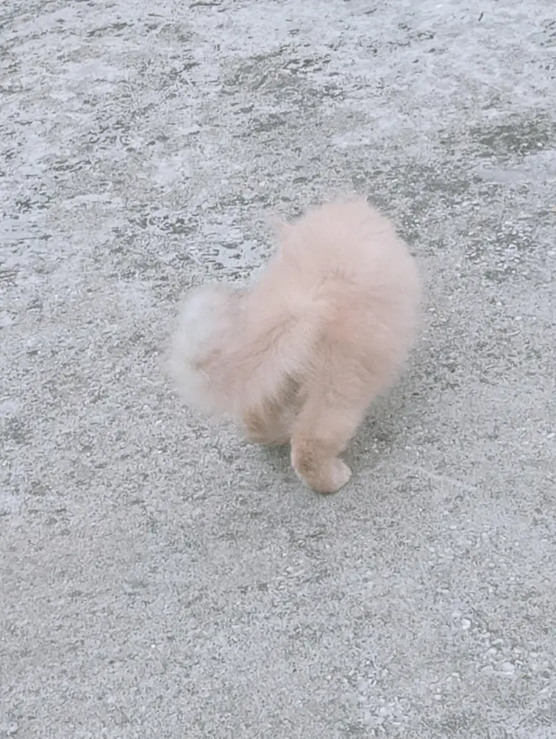 Male Persian kitten 2 months old. Added litter box, cat food, brush. — photo 11