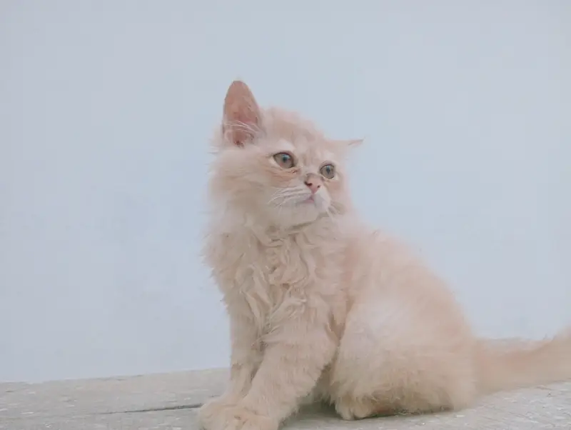 Male Persian kitten 2 months old. Added litter box, cat food, brush. — photo 12