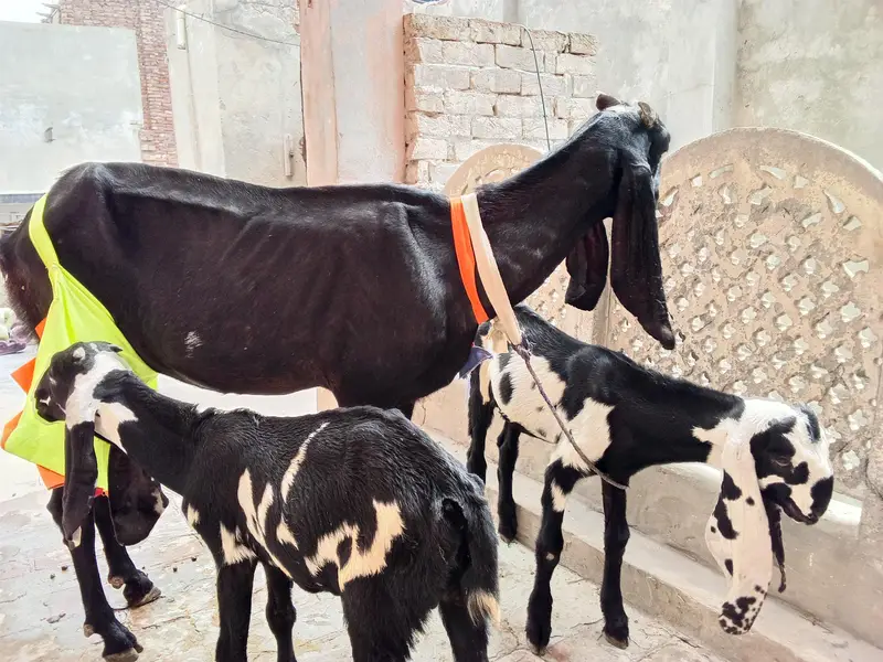 hello everyone im seal goat and 2 baby — photo 2