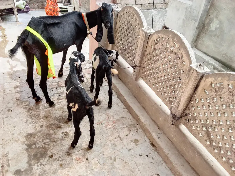 hello everyone im seal goat and 2 baby — photo 3