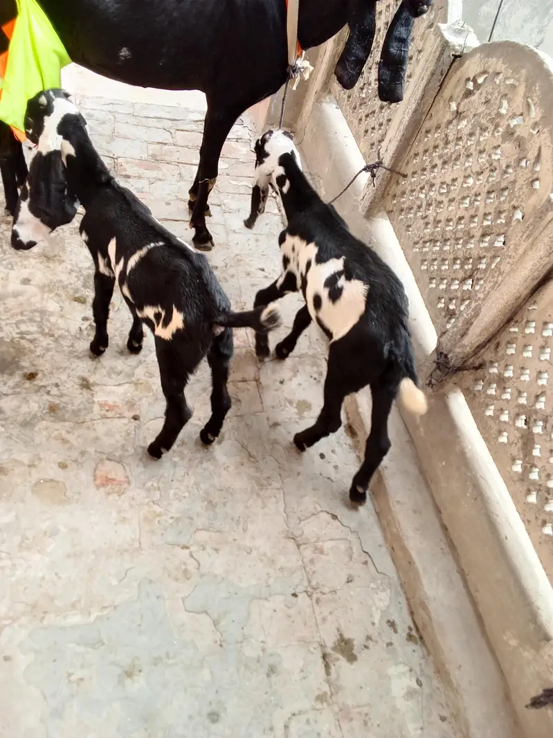 hello everyone im seal goat and 2 baby — photo 4