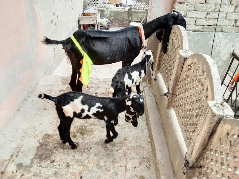 hello everyone im seal goat and 2 baby — photo 5