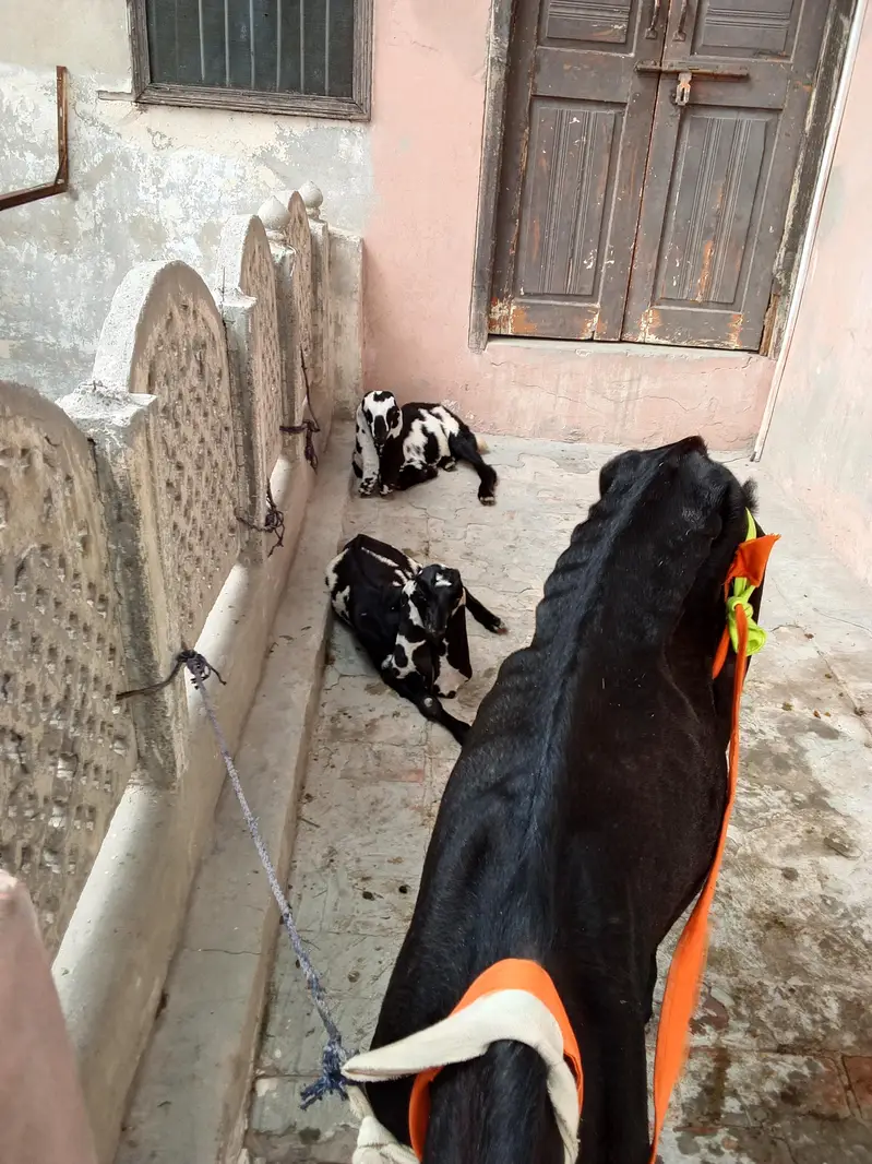 hello everyone im seal goat and 2 baby — photo 6