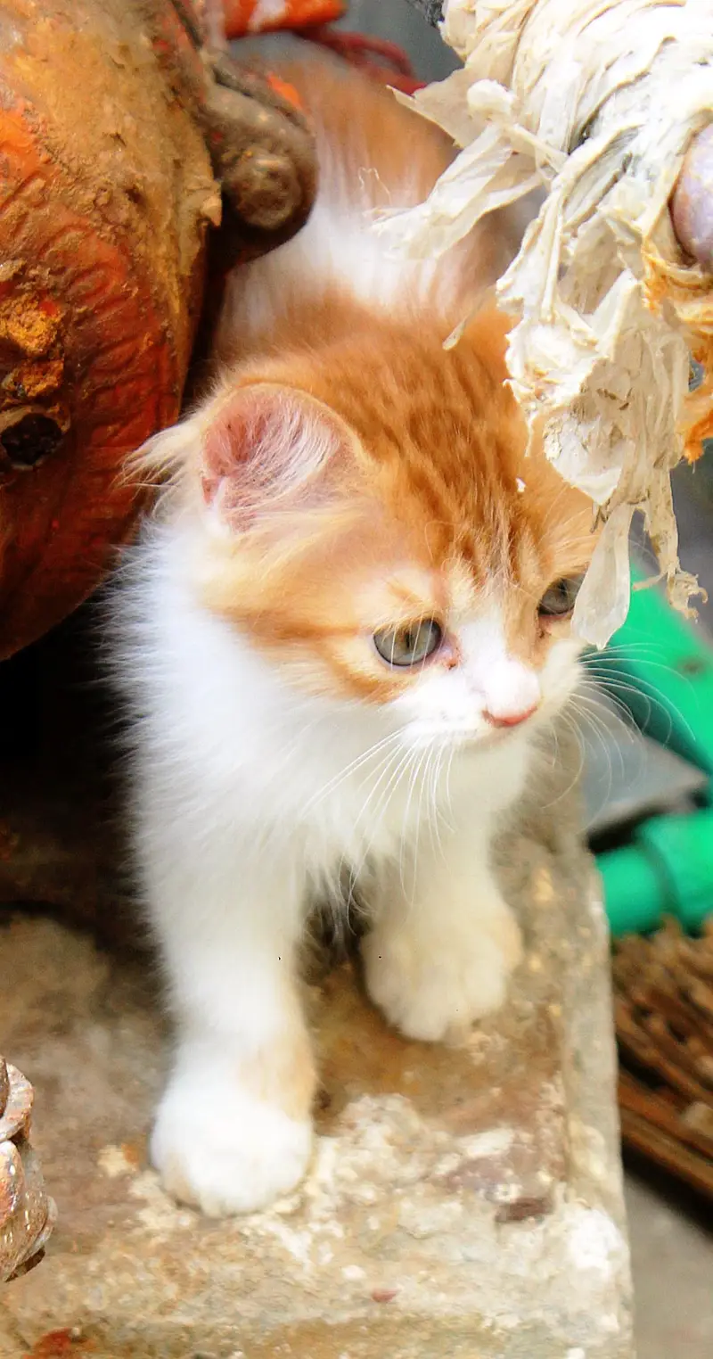 Persian Kitten's — photo 3