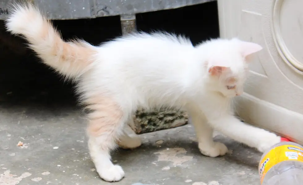 Persian Kitten's — photo 4