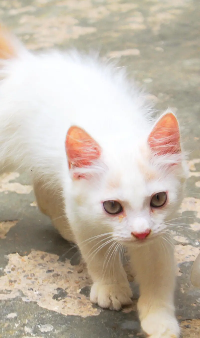 Persian Kitten's — photo 5