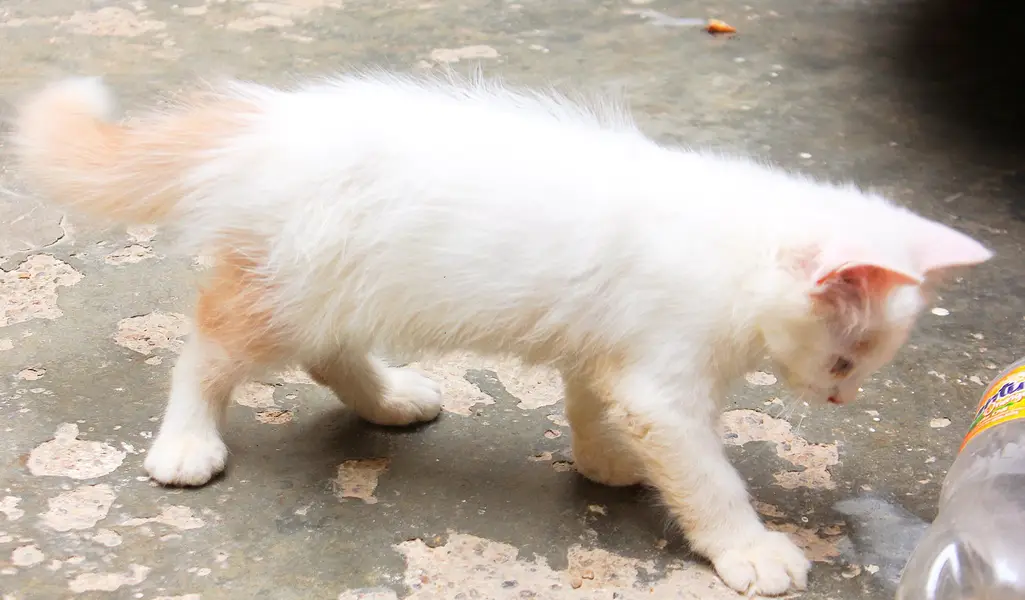 Persian Kitten's — photo 6
