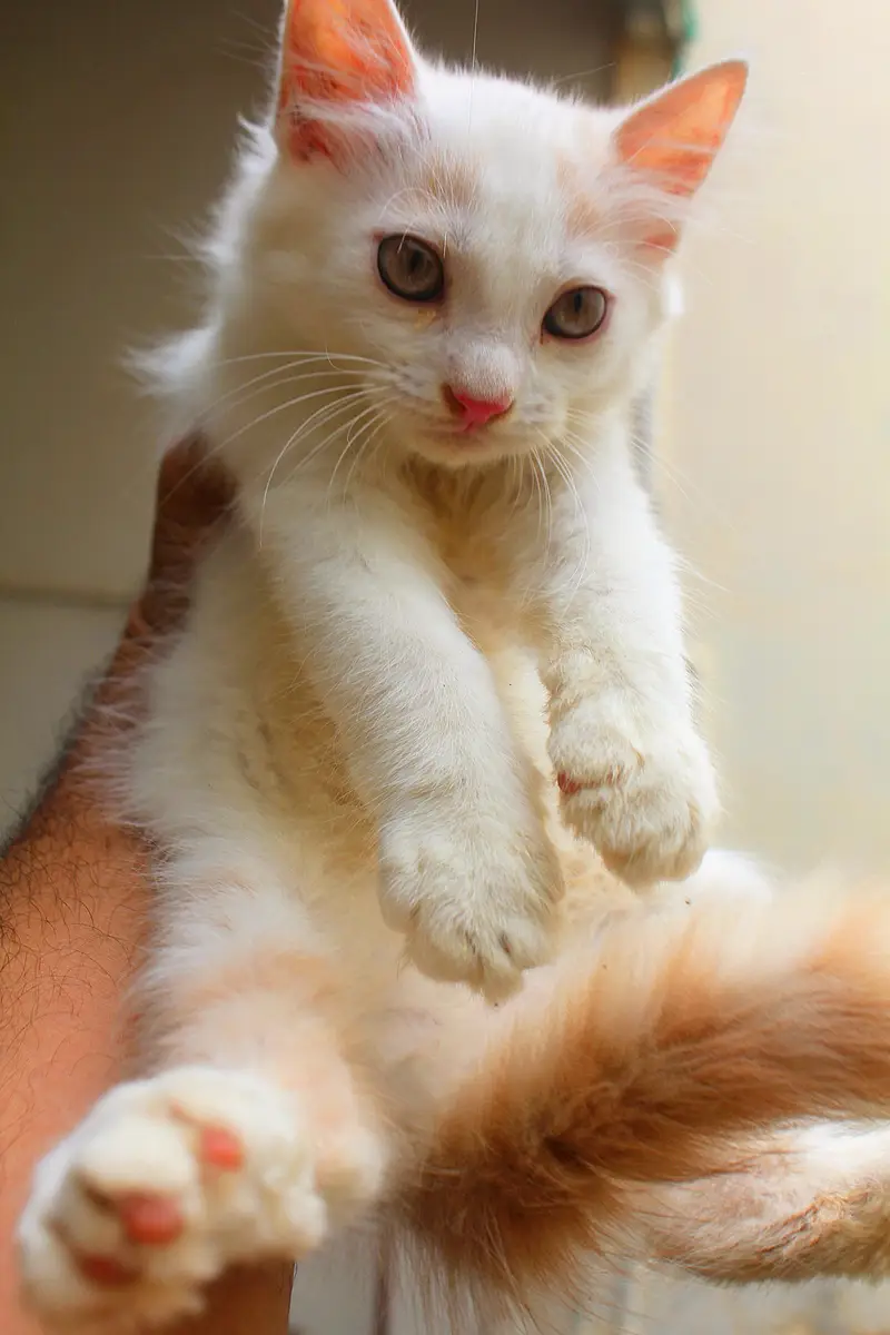 Persian Kitten's — photo 7