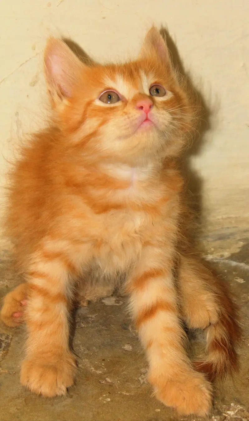 Persian Kitten's — photo 8