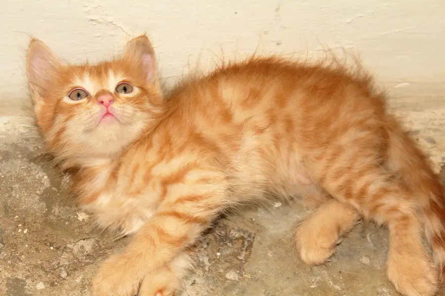 Persian Kitten's — photo 9