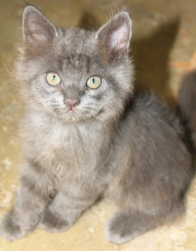 Persian Kitten's — photo 10