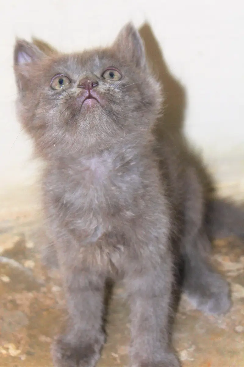 Persian Kitten's — photo 11