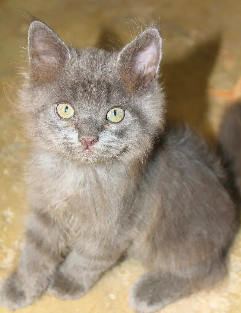 Persian Kitten's — photo 12