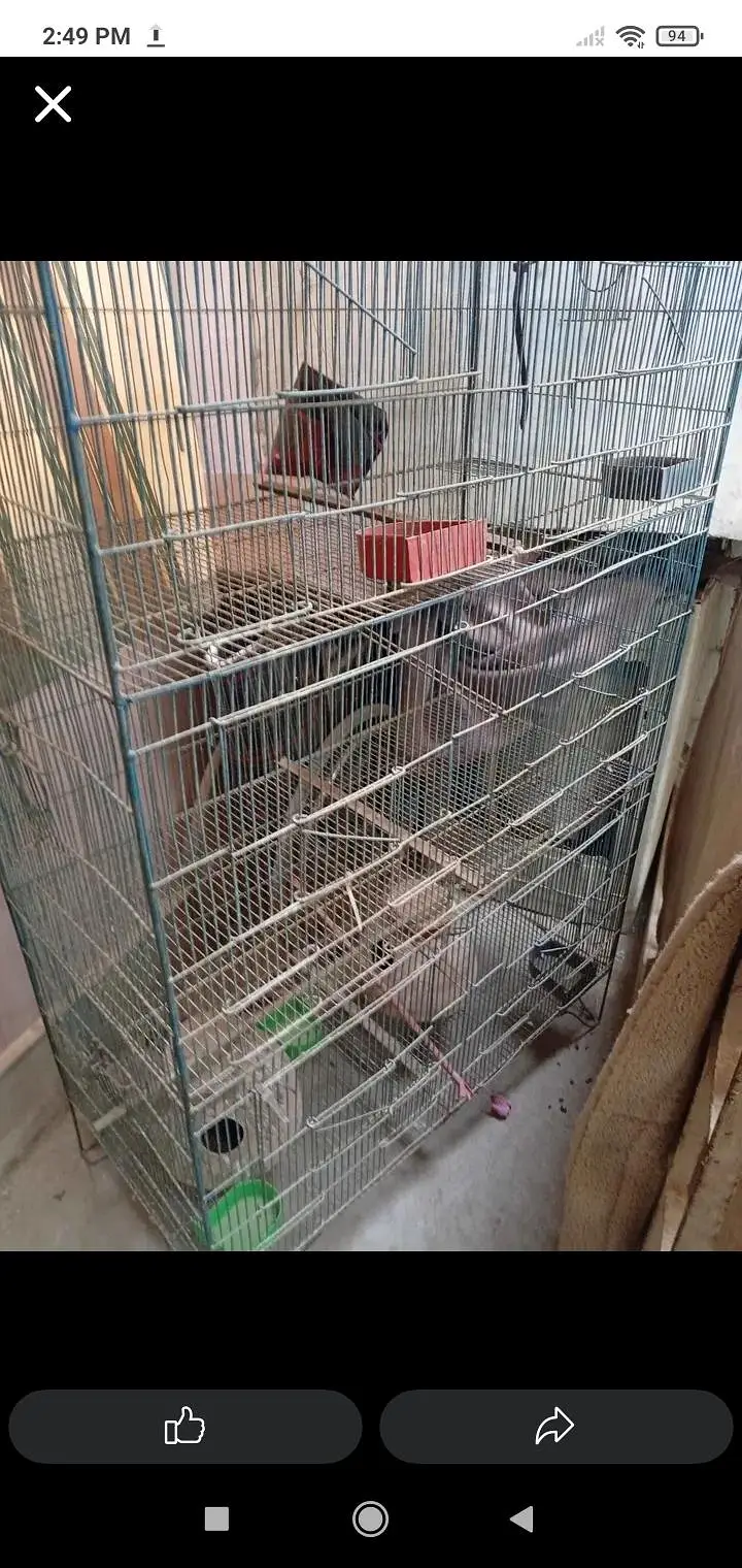 Birds Cage 6 portion — photo 4