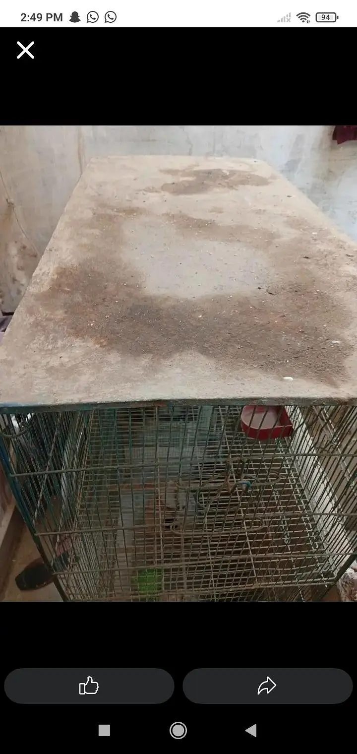 Birds Cage 6 portion — photo 5